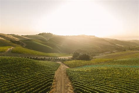 DAOU Vineyards | DAOU Mountain