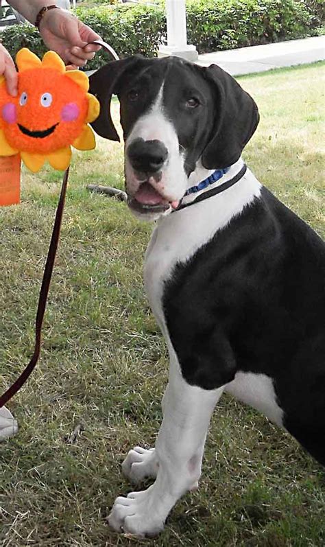 Finding a Great Dane Breeder - Finding a Great Dane Puppy - Willamette ...