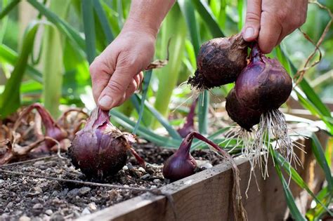 How to Plant Onions - Plant Instructions