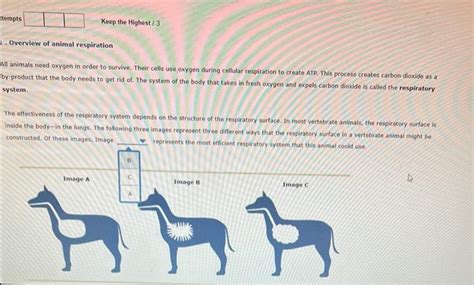 Solved Overview of animal respiration All animals need | Chegg.com