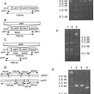 Mutant construction and test for the presence of mutations. A, gene... | Download Scientific Diagram