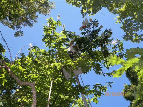 American Chestnut Foundation - Absher Tree Specialists | Blacksburg ...