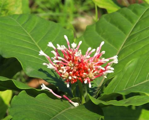 Rauwolfia Serpentina Or Indian Snakeroot Plant Health Benefits | HerZindagi