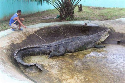 ‘Lolong’ was the largest saltwater crocodile in captivity. He died because of ‘fungal infection ...