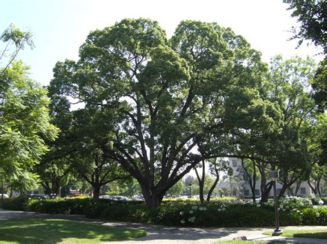 Camphor Tree | Santa Clara City Trees | Pinterest | Yard ideas, Yards and Gardens