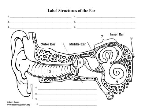 34 Label The Ear Anatomy Diagram Labels Database 2020