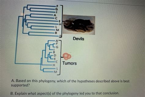 Tasmanian devil facial tumor disease (DFTD) is a | Chegg.com