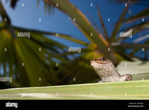 Telfair´s Skink (Leiolopisma telfairii), Round Island, Mauritius Stock Photo - Alamy