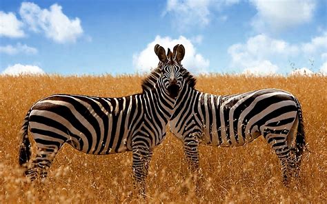 Fonds d'ecran Zèbre Animaux télécharger photo