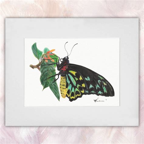 Richmond Birdwing Butterfly - CS Illustrator