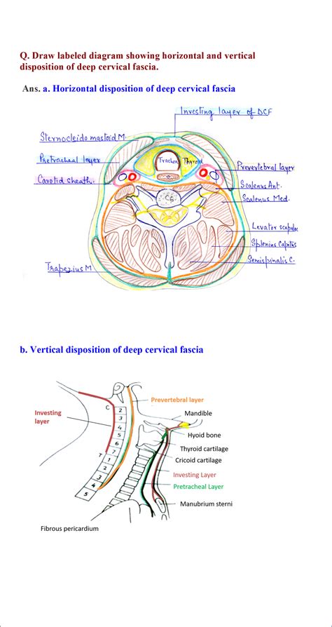 Deep Cervical Fascia - Anatomy QA