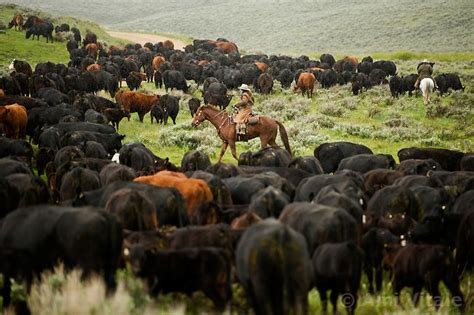 | Montana. The age of open range is gone and the era of long cattle ... | Cattle drive, Cattle ...