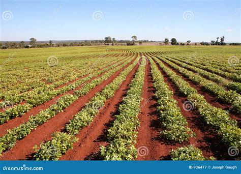 Agriculture, Peanut Field Rows Stock Image - Image: 936477