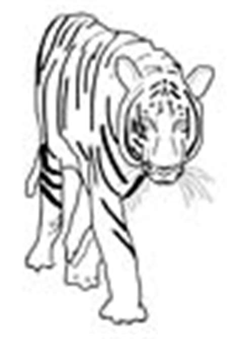 Malayan Tiger Page Coloring Pages