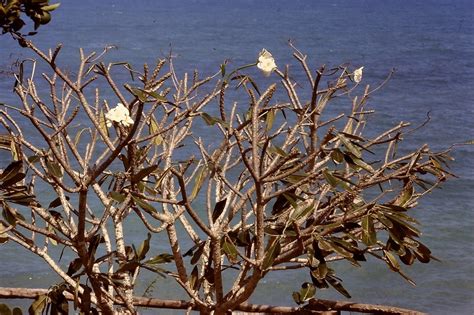 African Plants - A Photo Guide - Plumeria alba L.