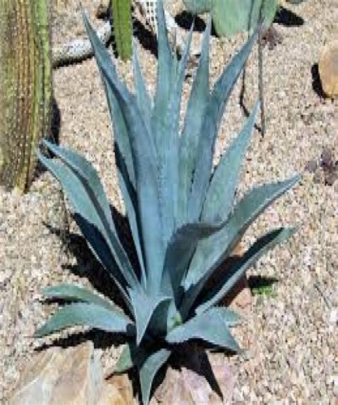 AGAVE AMERICANA - Wahat Al Sahraa