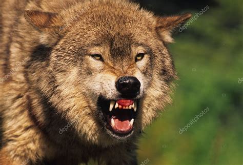 Snarling Wolf — Stock Photo © twildlife #5849322