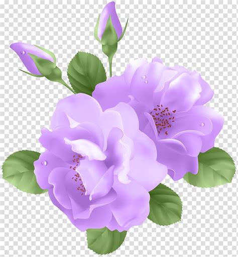Free download | Purple petaled flower illustration, Purple Rose Flower , Purple Roses ...