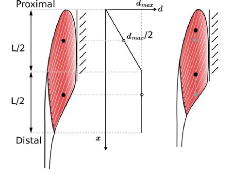 Muscle contraction model. Left: relaxed muscle. Right: contracted... | Download Scientific Diagram