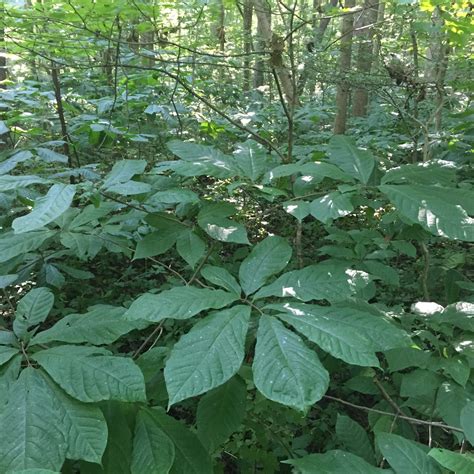 Time is ripe to hike down yonder to the paw paw patch - ACRES Land Trust