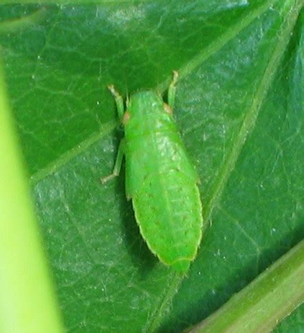 green leafhopper nymph - Gyponana - BugGuide.Net