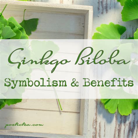 Ginkgo Biloba: Symbolism and Health Benefits — Poetic Tea Company