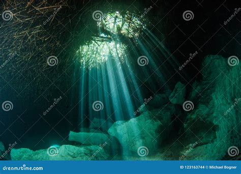 Scuba Diving in the Casa Cenote in Mexico Stock Photo - Image of cenote ...