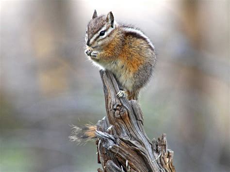 Amazing Wildlife Photos in Yellowstone National Park | Reader's Digest