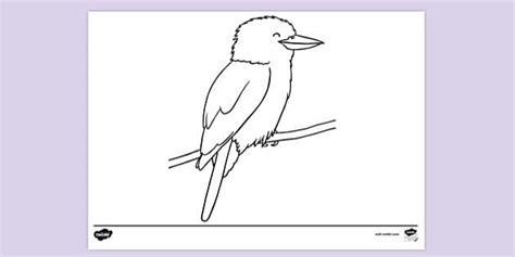 FREE! - Kookaburra on a Branch Colouring | Colouring Sheets