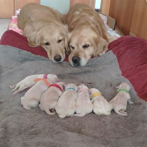 10+ Heartwarming Pics Of Proud Dog Parents Posing With Their Newborn Puppies