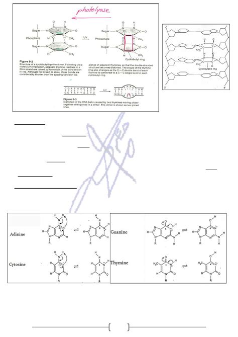 Mutation and DNA Repair pdf - Genetics - Muhadharaty