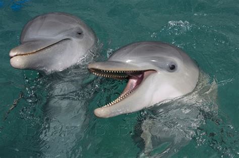 Baby Bottlenose Dolphins | Baby Animal Zoo