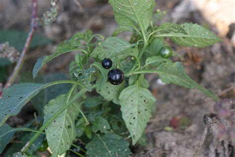 Eastern black nightshade – Solanum ptycanthum - Plant & Pest Diagnostics