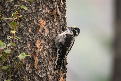 American Three-Toed Woodpecker | Avianbird