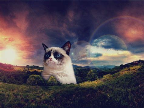 Cat Meme Wallpapers - Wallpaper Cave