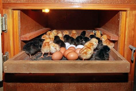 Build a Homemade Egg Incubator – QUAIL LIFE FARM & HATCHERY