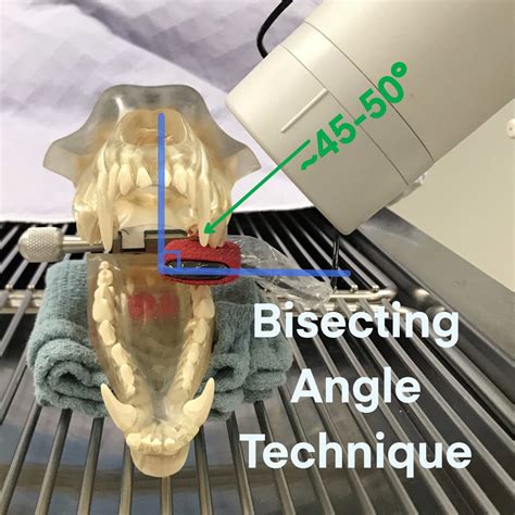 Dental Radiography – Taking the X-rays – OSU CVM Veterinary Clinical and Professional Skills ...