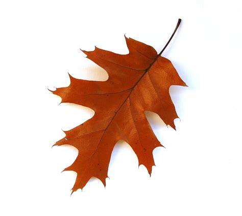 Oak Leaf Vector - Cliparts.co