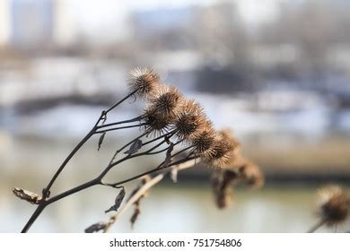 Burdock Flower Medicinal Plant Autumn Stock Photo 751754806 | Shutterstock