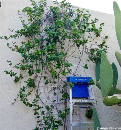 Pruning & Shaping My Star Jasmine Vine In Fall