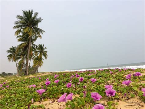 Want To Enjoy The Real Beauty Of Jaffna Beaches? - Uplist Digital