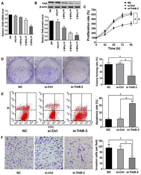 Tyrosine receptor kinase B silencing inhibits anoikis‑resistance and improves anticancer ...