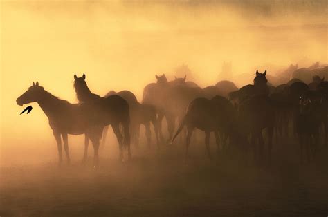 Wild Horses Sunset - Free photo on Pixabay - Pixabay