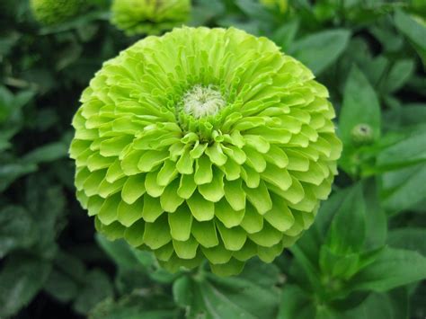 FLOWER ZINNIA GIANT ENVY | Zinnia | Premier Seeds Direct ltd