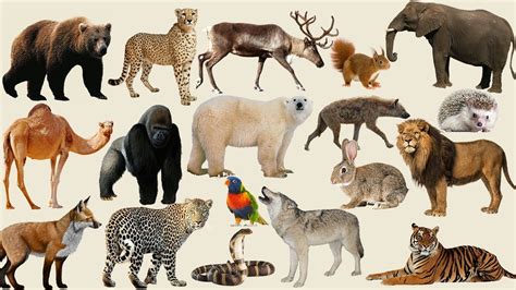 Learning Wild Animals Names and Sounds with Real Animals for Kids in English Learning video for ...