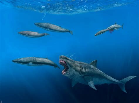 Megalodon was slimmer than depicted in movies, scientists claim | Daily Mail Online