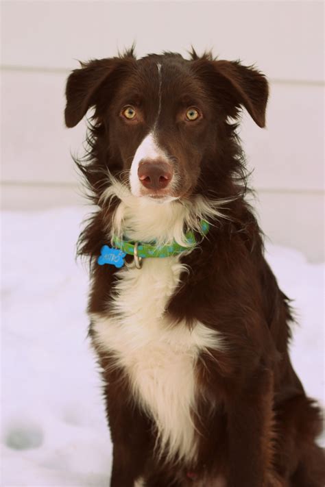 Red and white border collie puppy | Collie, Border collie puppies, Border collie