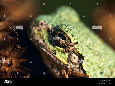 Gray tree frog (Dryophytes versicolor) up close Stock Photo - Alamy