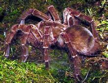 Goliath bird-eating spider – The Dallas World Aquarium