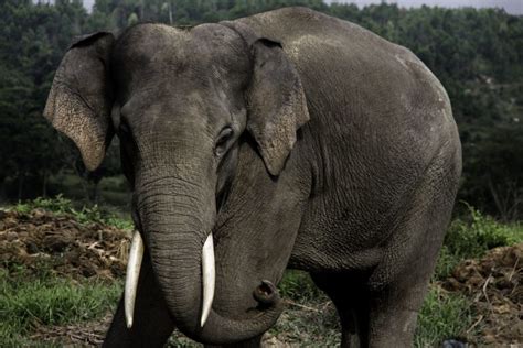 Sumatran Elephant Found Dead with Missing Tusks – Indonesia Expat